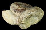 Two Bathonian Ammonite (Zigzagiceras) Fossils - France #152765-3